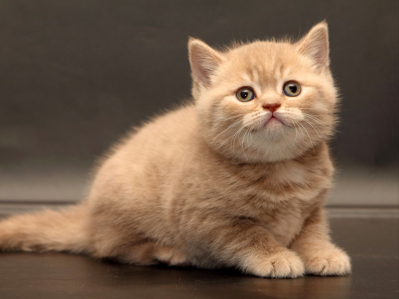 cat1
