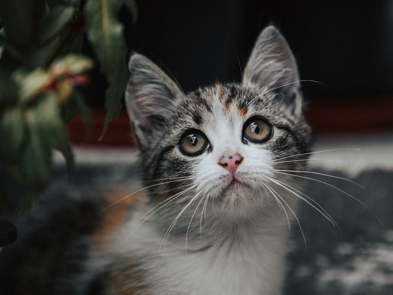 cat2