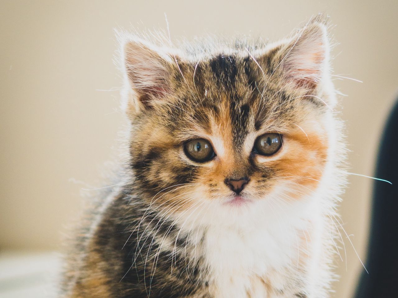 cat3