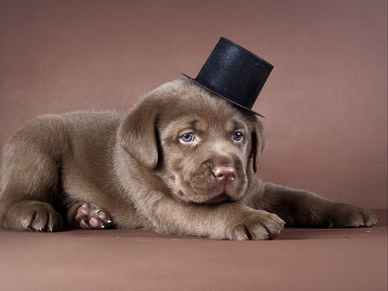 dog1