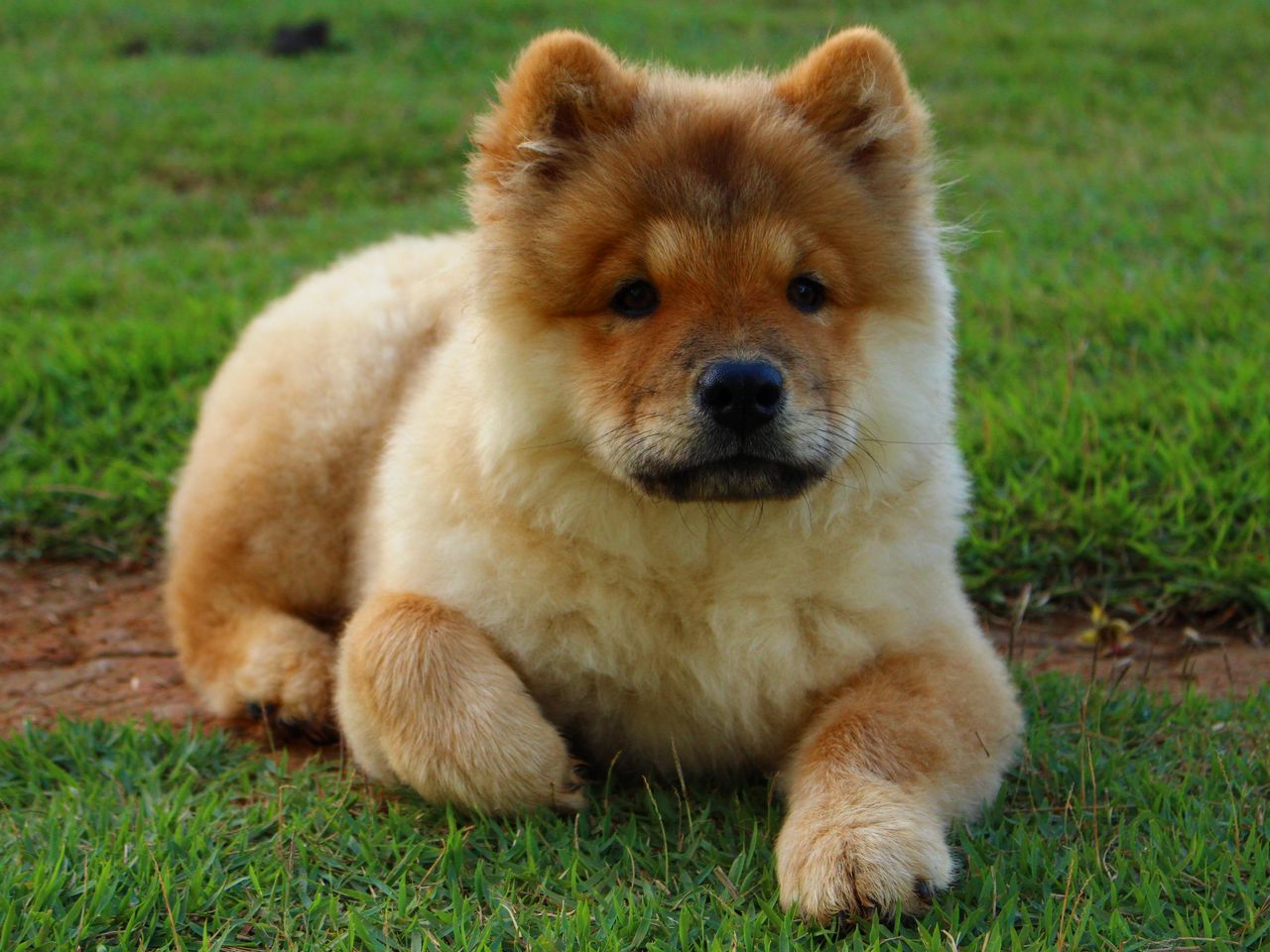 dog2