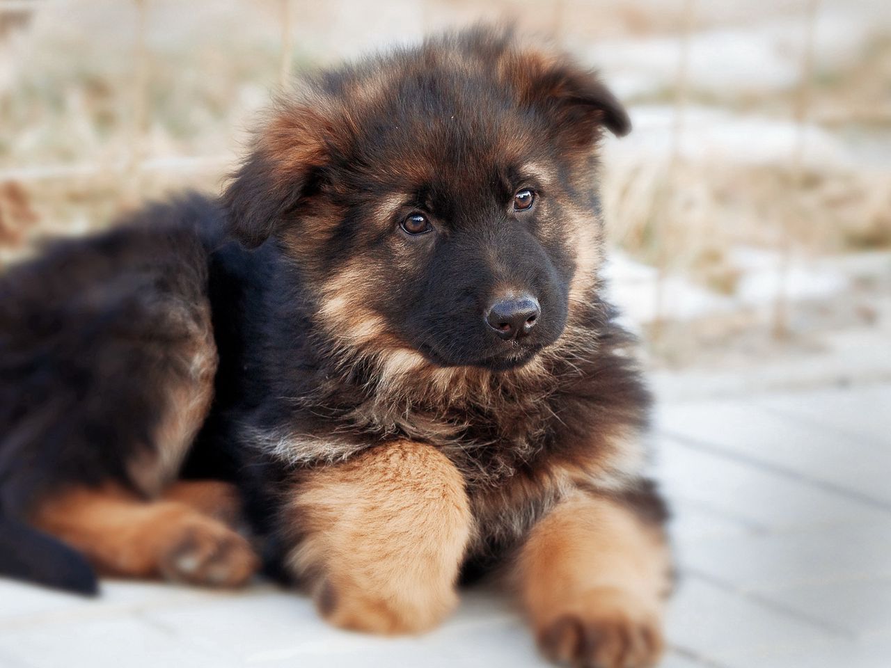 dog3