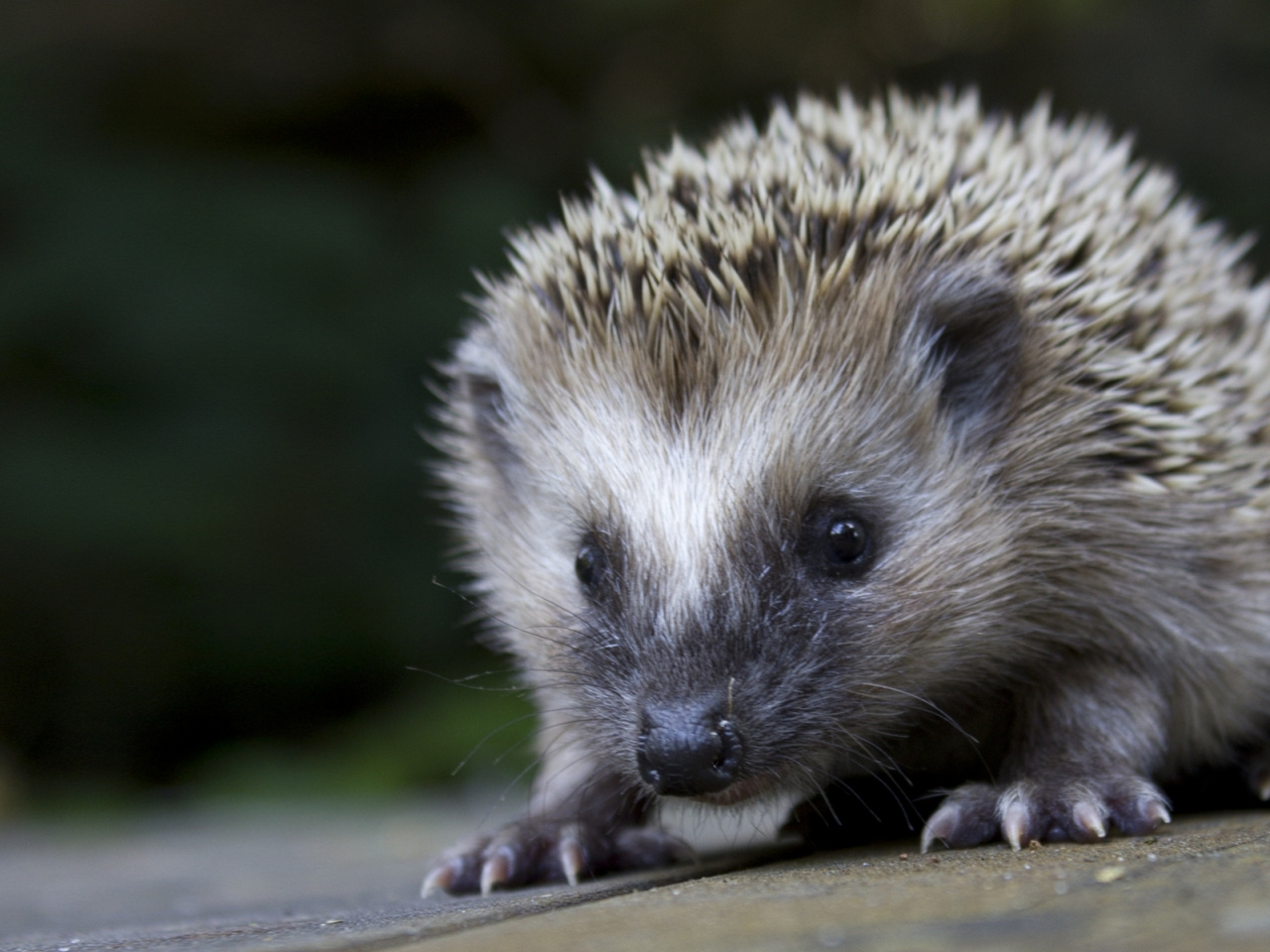 hedgehog1