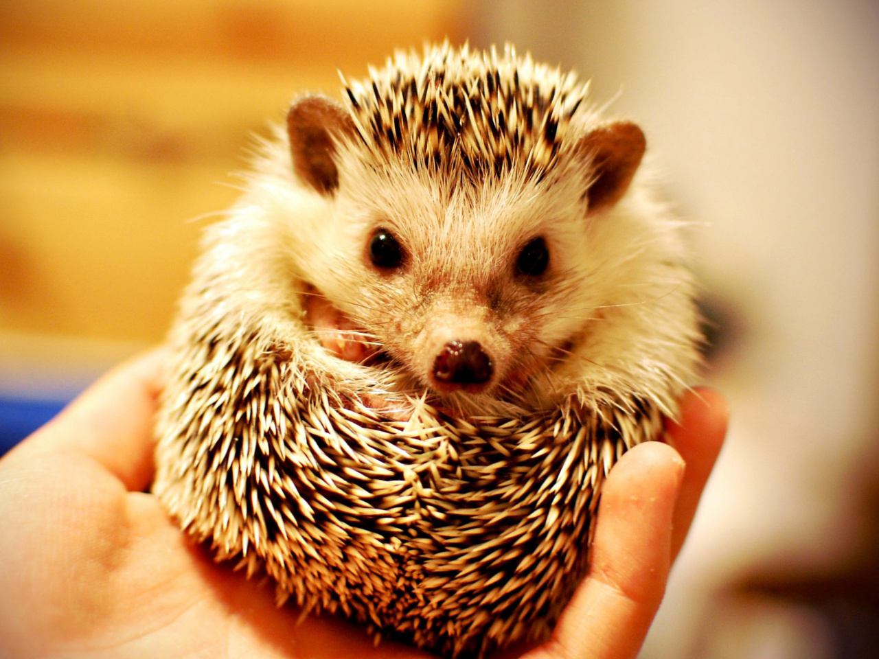 hedgehog2
