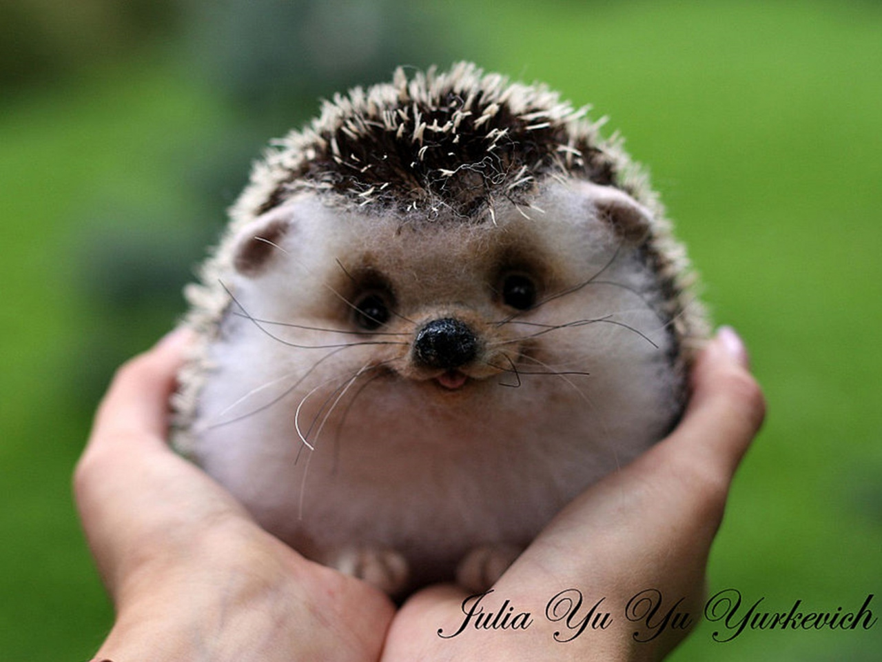 hedgehog3