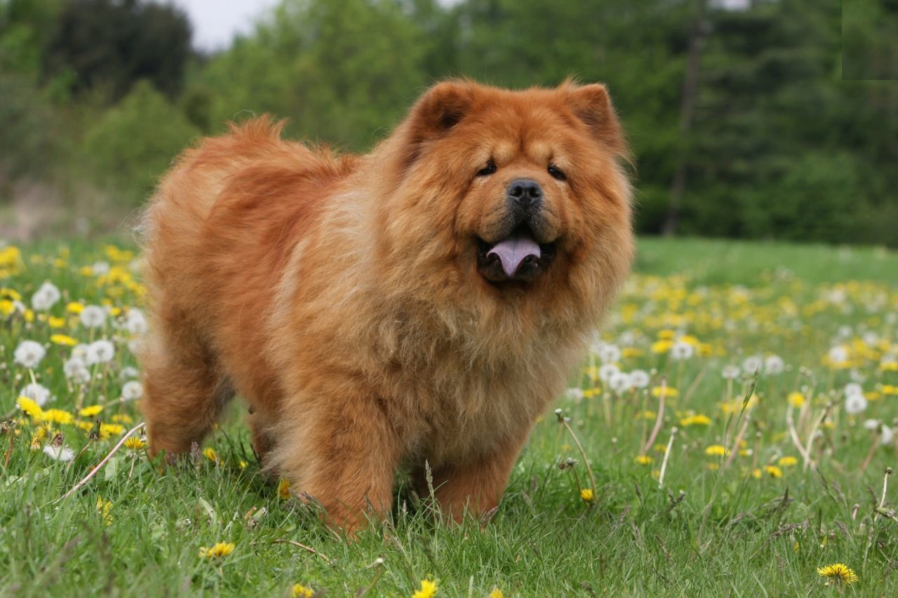 chow chow dog